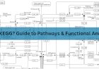 What is KEGG? A Comprehensive Guide to the Kyoto Encyclopedia of Genes and Genomes