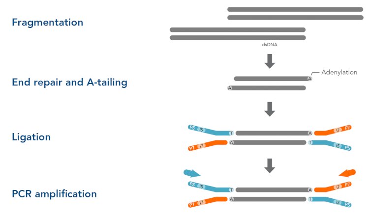 Library Preparation in NGS: A pivotal part of the workflow