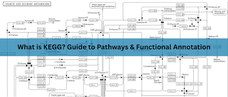 What is KEGG? A Comprehensive Guide to the Kyoto Encyclopedia of Genes and Genomes